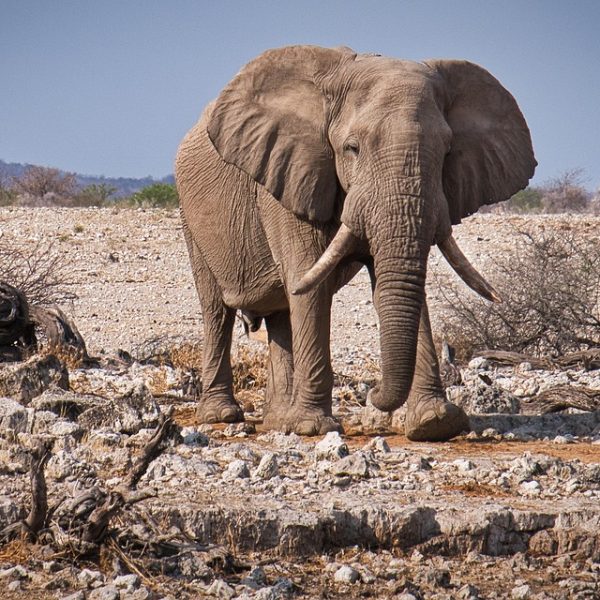 biodiversity_elephant biodiversity_elephant